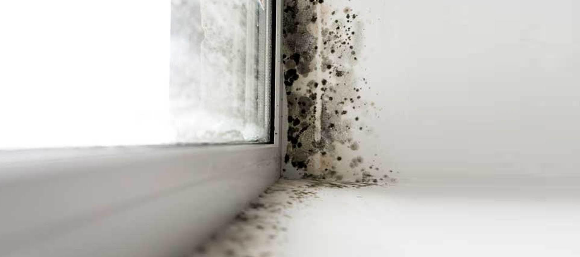 The difference between damp &amp; mould?